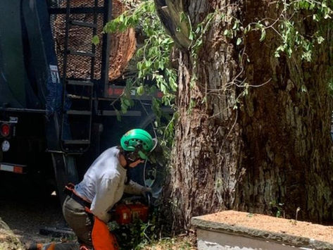 New Arborist Skillfully Manages What Can be a Dangerous Job