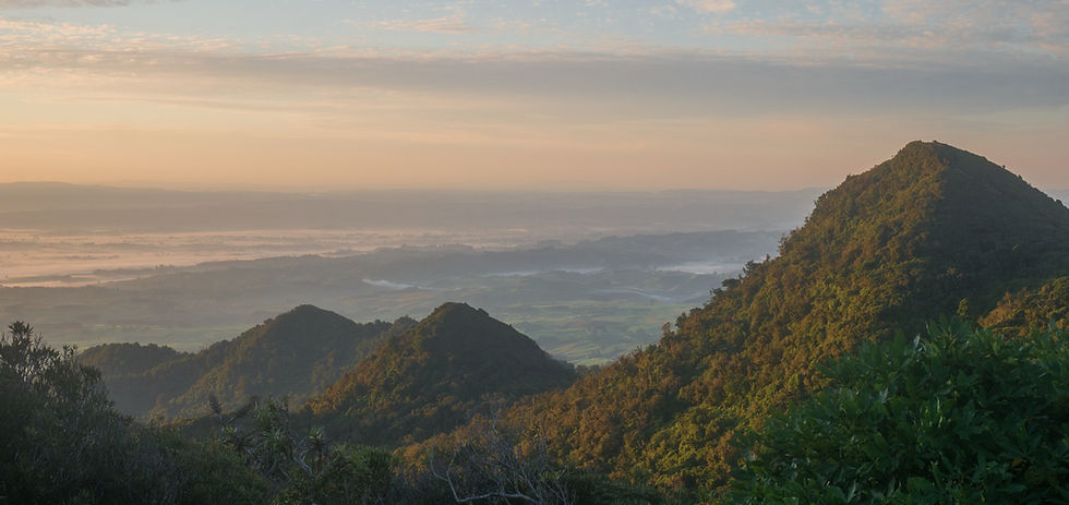 Jungle sunrise shot on summit of Mount Pirongia in Pirongia Forest Park, New Zealand.jpg