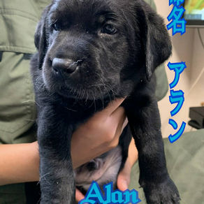 犬らしくなってきました。