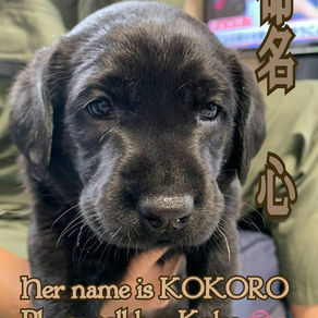 コロナの影響。