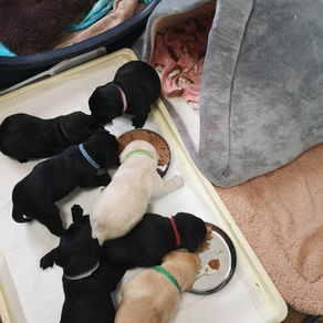 まだまだご家族募集中