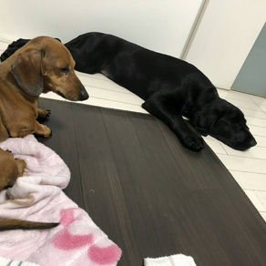 カープ。卒業。