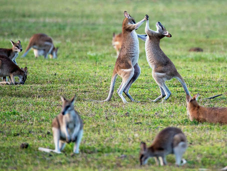 A comprehensive understanding of Australian kangaroos: habits, habitats, and cultural symbolism.