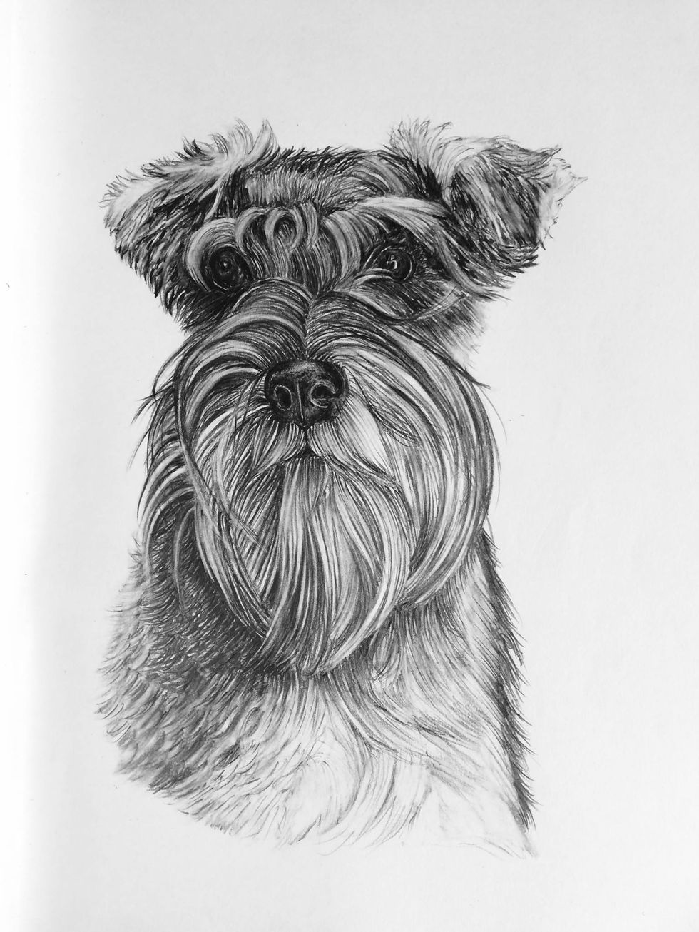 schnauzer