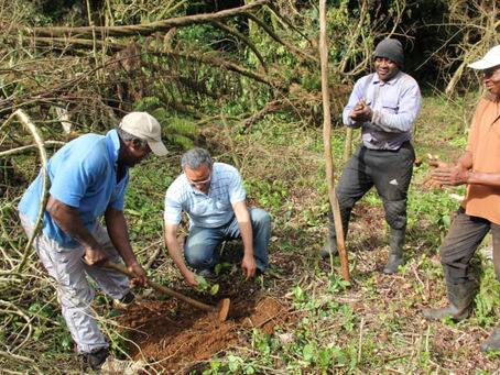 Guinea Ecuatorial avanza hacia un sistema agrícola resiliente con el respaldo del FIDA y la FAO.