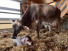 Tierarztpraxis Rigi Nord AG, Tierärzte, Tierarzt, Praxis, Notfall, Hunde, Katzen, Kleintierpraxis, Küssnacht, Immensee, Meierskappel, Merlischachen, Meggen, Adligenswil, Udligenswil, Ziege, Kühe, Grosstierarzt, Grosstierpraxis, Nutztiere