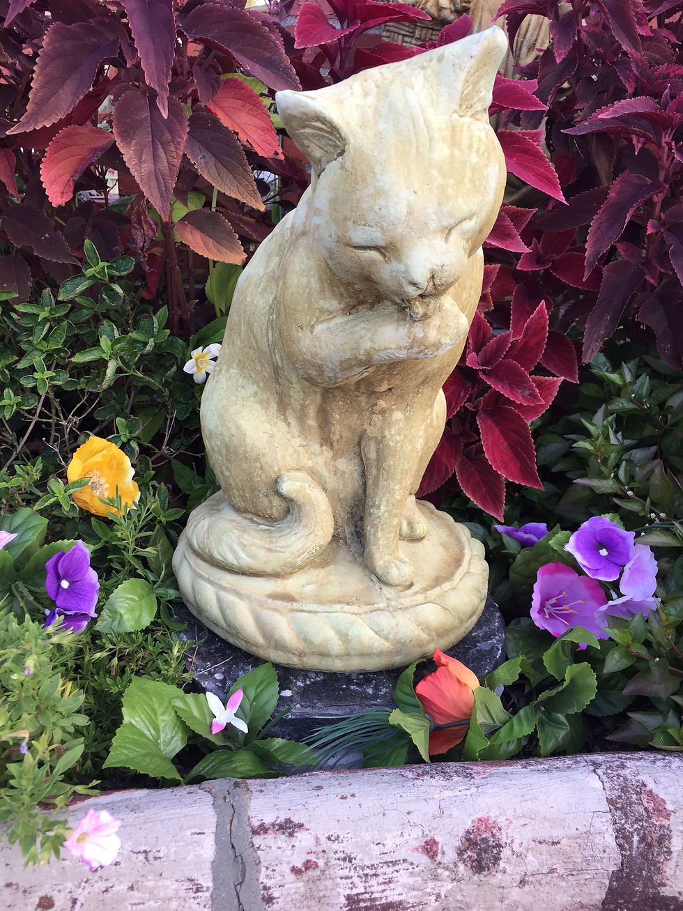 #618 Cat Licking Paw