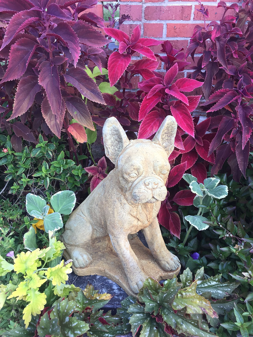 #602 Harley French Bull Dog
