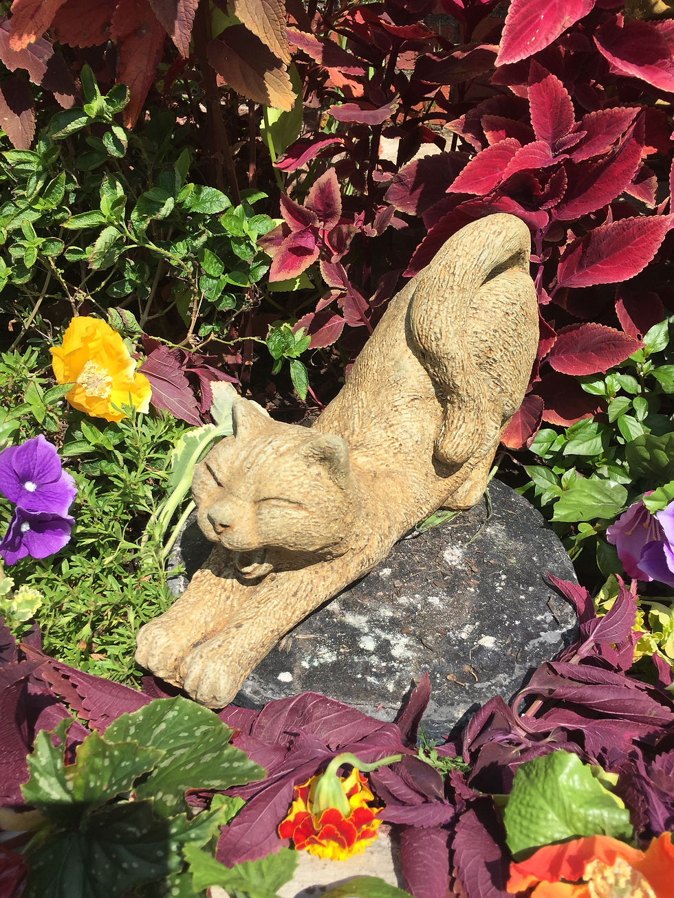 #621 Stretching Cat