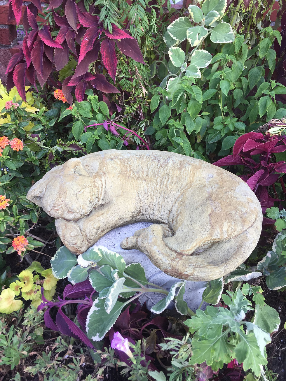 #619 Sleeping Cat