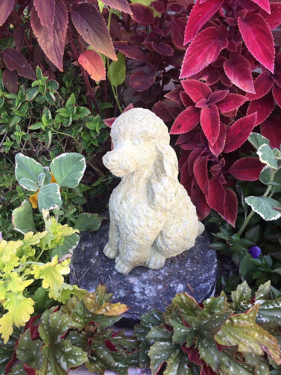 #604 Frenchie Poodle