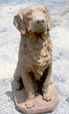 #605 Coco Retriever
