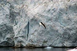ANTARCTICA