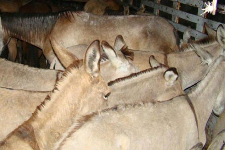 Incautan 120 pieles de burro en Barranquilla