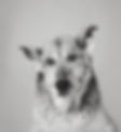B2C33043-E2E8-4277-AEDB-D9B8AB3CC966_edited.jpg