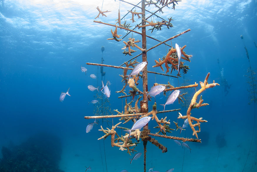 0403_Coral Reef Allianze copy-min.jpg