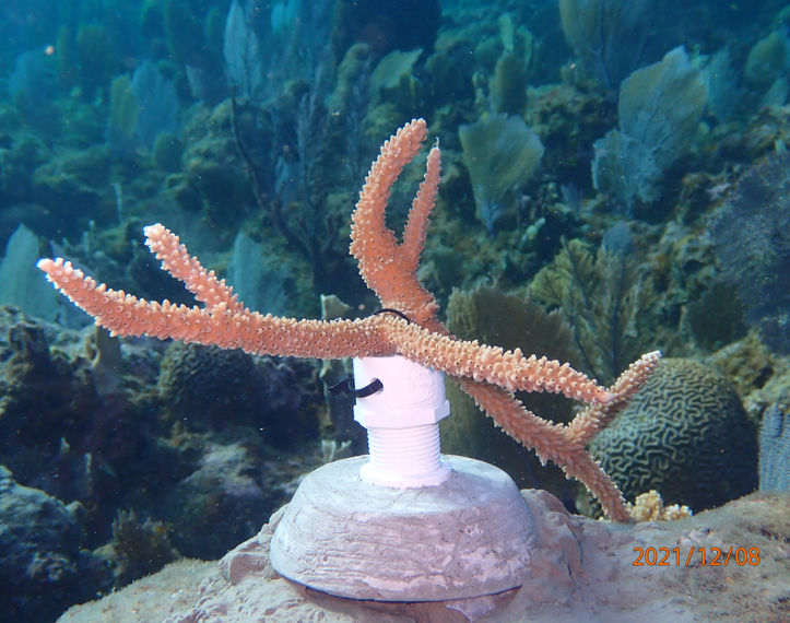Coral Restoration BICA Roatan