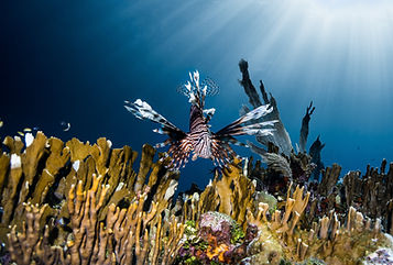 Photo Contest 2023 Roatan Marine Park