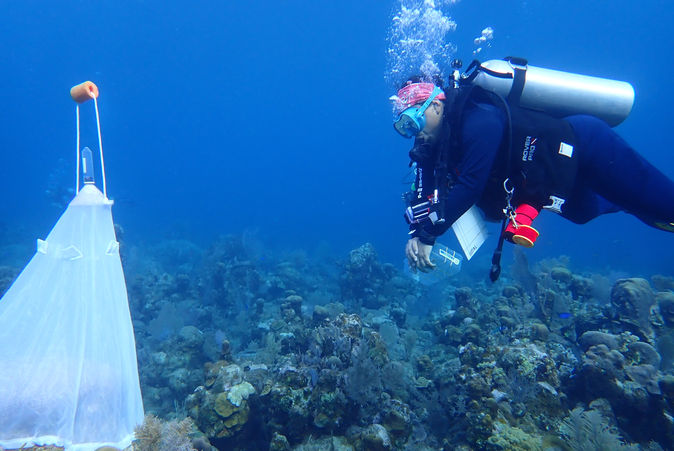 Spawning Prediction Calendar 2023: Insights from Roatan and Guanaja