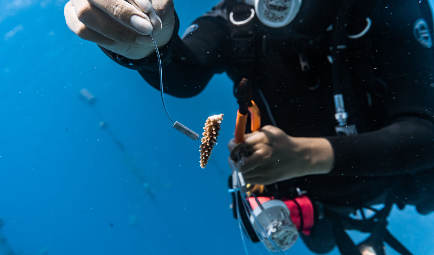 Roatan Marine Park Coral Nurseries