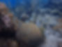 BICA Utila Coral Sexual Reproduction