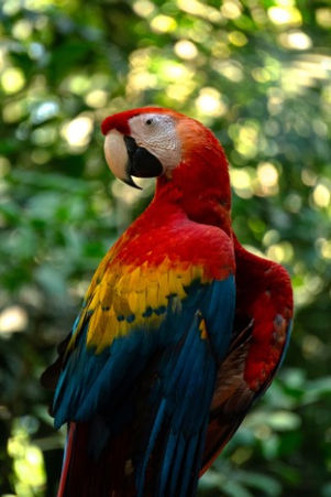 Fig. 1 A Scarlet Macaw, Mavita, La Moskitia, Honduras