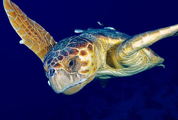 Kal Lin Wide Angle Winner Photo Contest 2025