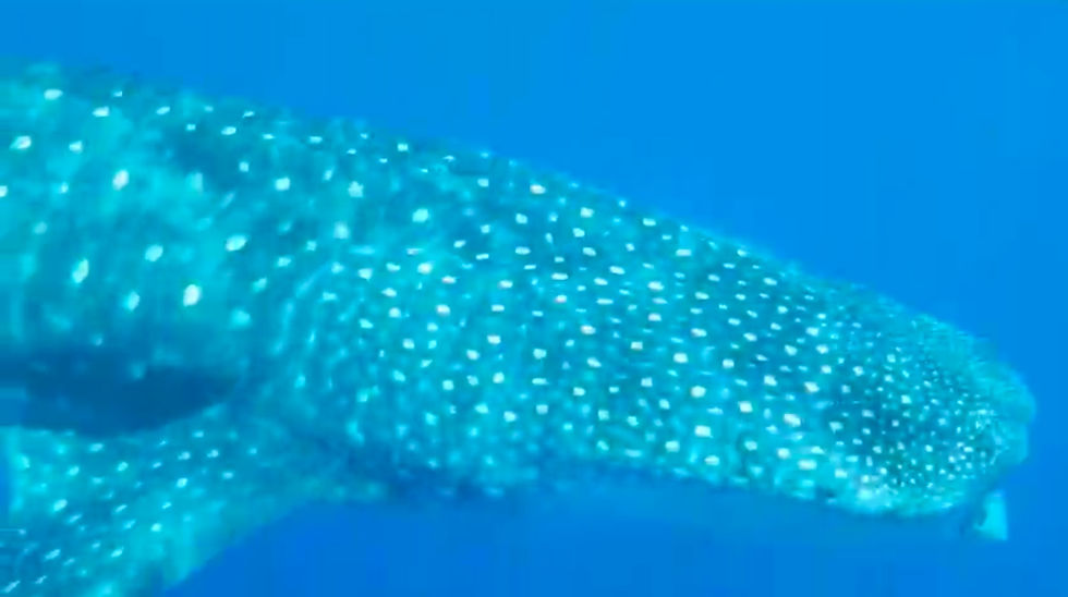 whale shark, sighting roatan