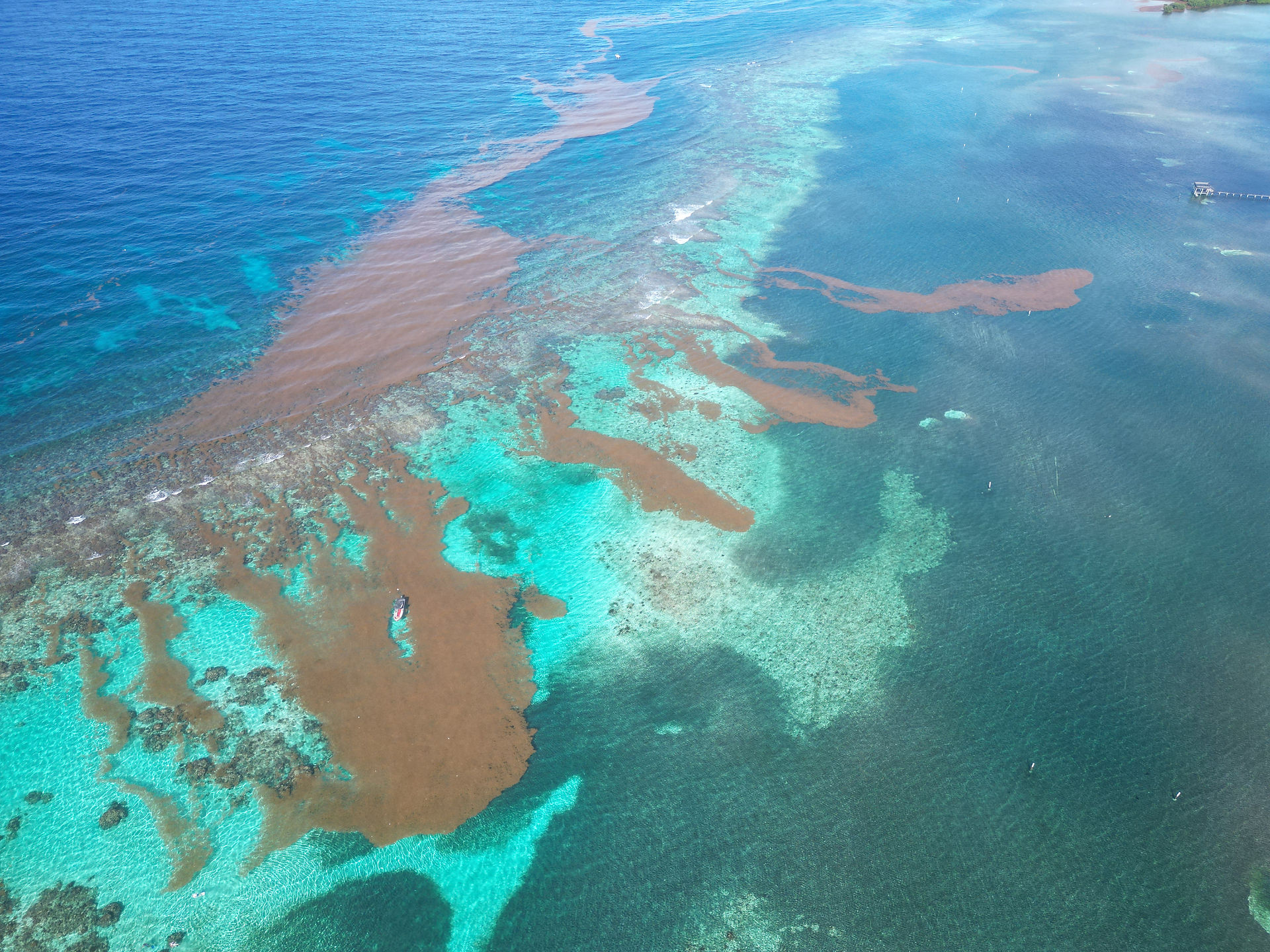 Roatan’s Changing Sargassum Surge