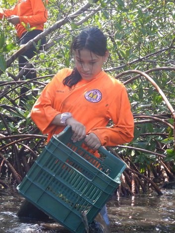 Mangrove Reforestation BICA Guanaja