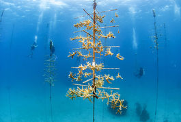 Coral Restoration, Coral Nurseries Roatan, Honduras