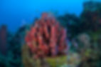 Arrecife Roatan - Roatan Marine Park Reef Ally