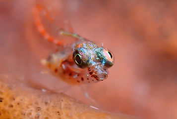 Photo Contest 2023 Roatan Marine Park