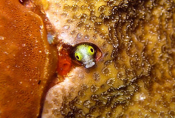 Photo Contest 2023 Roatan Marine Park