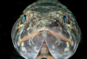 Doug Hubatsch, Marine Life Portrait Photo Contest 2025 Winners