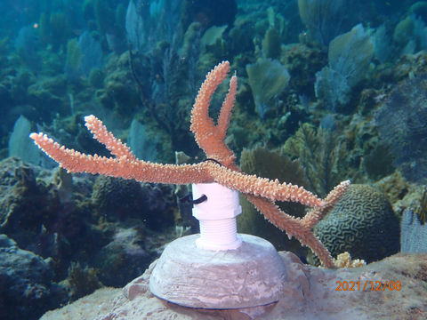 Bays Islands Conservation Association, BICA Honduras Coral Restoration