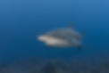Sharks sightings ilili honduras citizen science