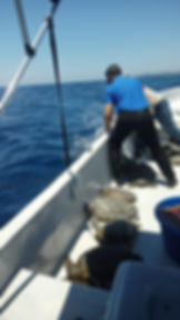 Confiscation and Release of Wildlife in Calabash Bight