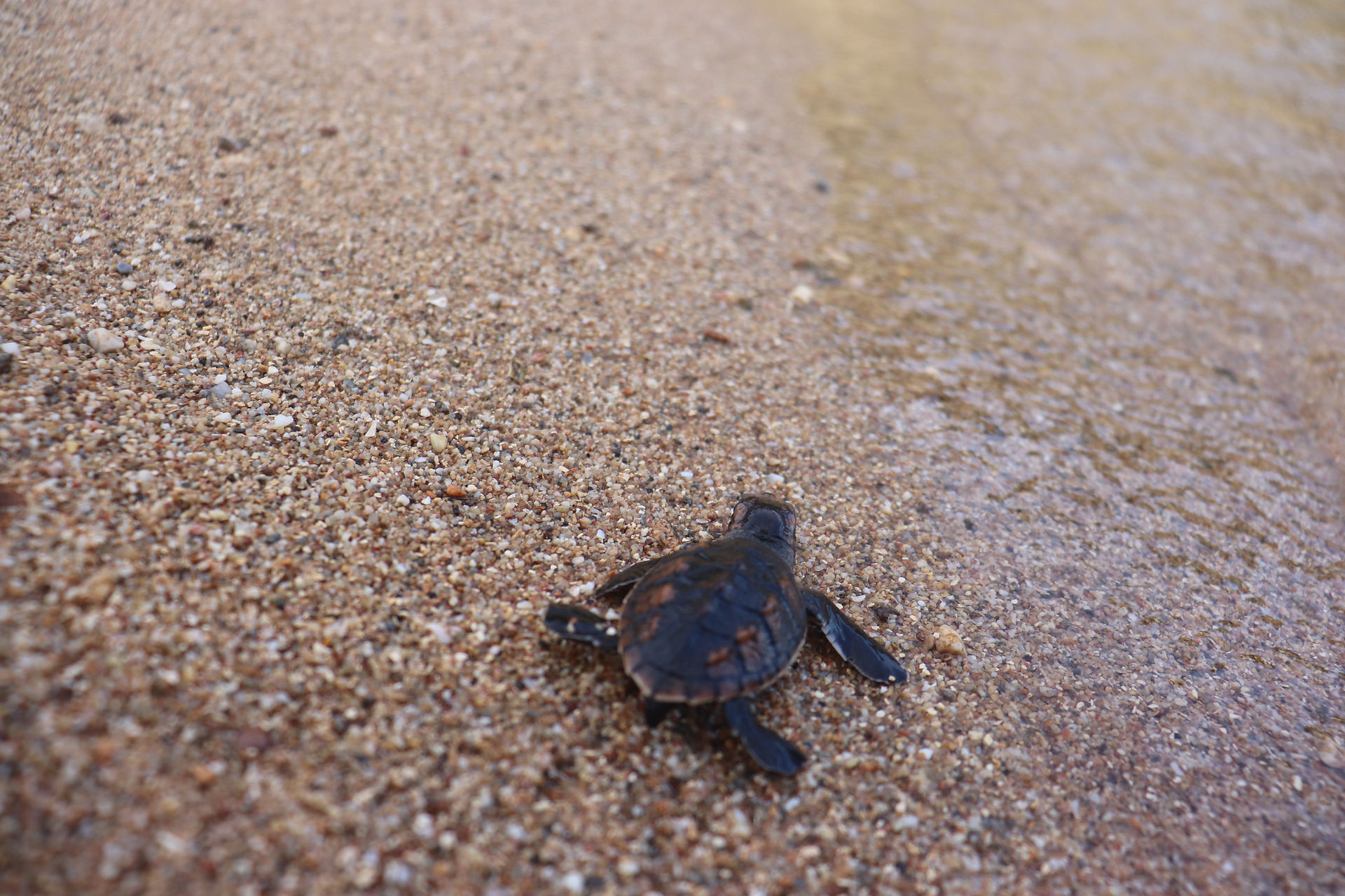 Guidelines : Encountering Nesting Turtles, Roatan Marine Park