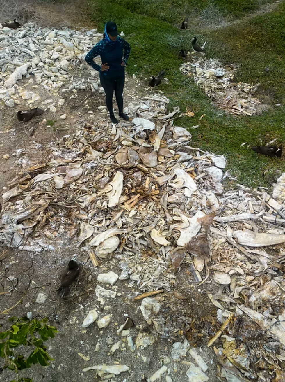 Honduras a Shark Sanctuary Paradox