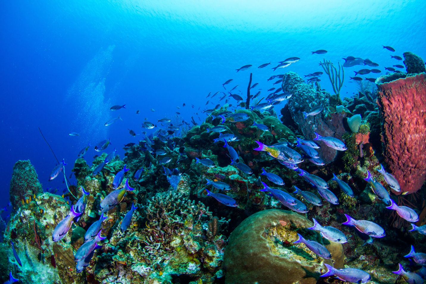 Roatan Marine Park Coral Reef Roatan