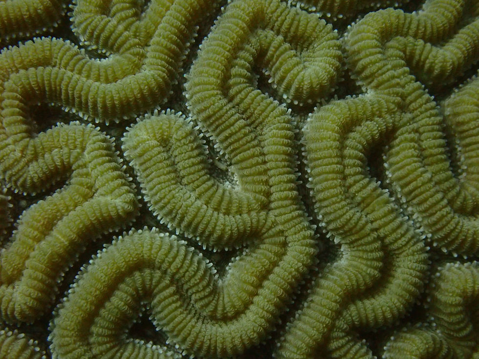 Tela's Reef, Tela AMATELA.