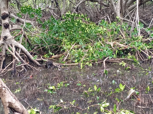 Marine Patrols Mangroves Roatan Marine Park