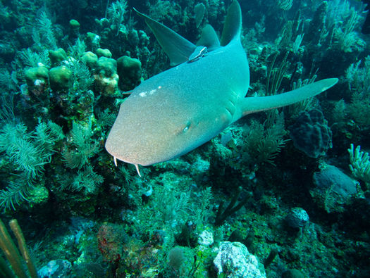 Nurse shark, Honduras
