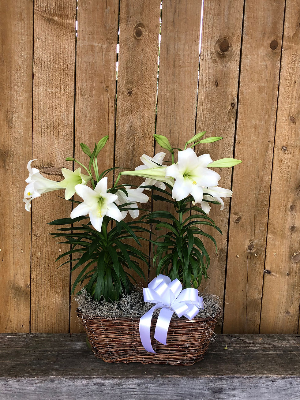 Thumbnail: Easter Lily