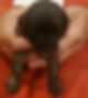 Willie - 3 weeks.jpg
