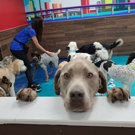 Doggie VIP Miami