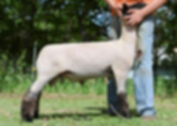 F-REAL Elite (triple bred 4D large) X Mr