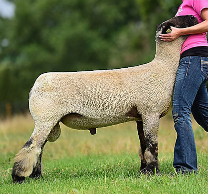 Bravo Grizz x Hurliman 1060 Owned with H