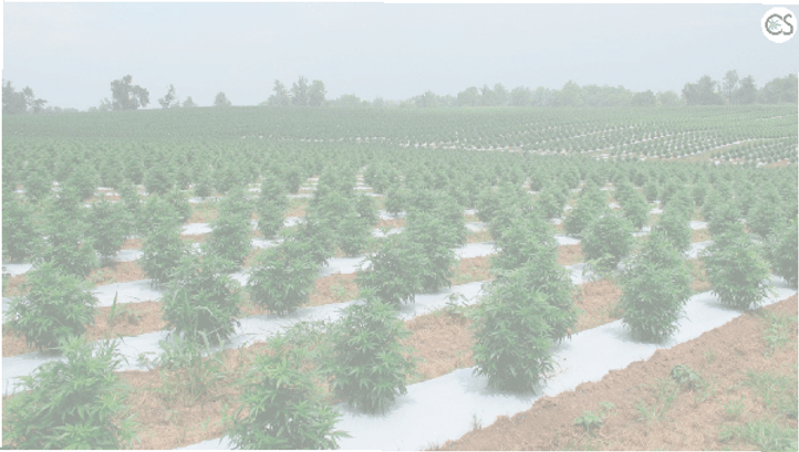 como-cultivar-canamo-lo-que-necesita-saber-sobre-el-cultivo-de-canamo-con-cbd_5f887b302dd9
